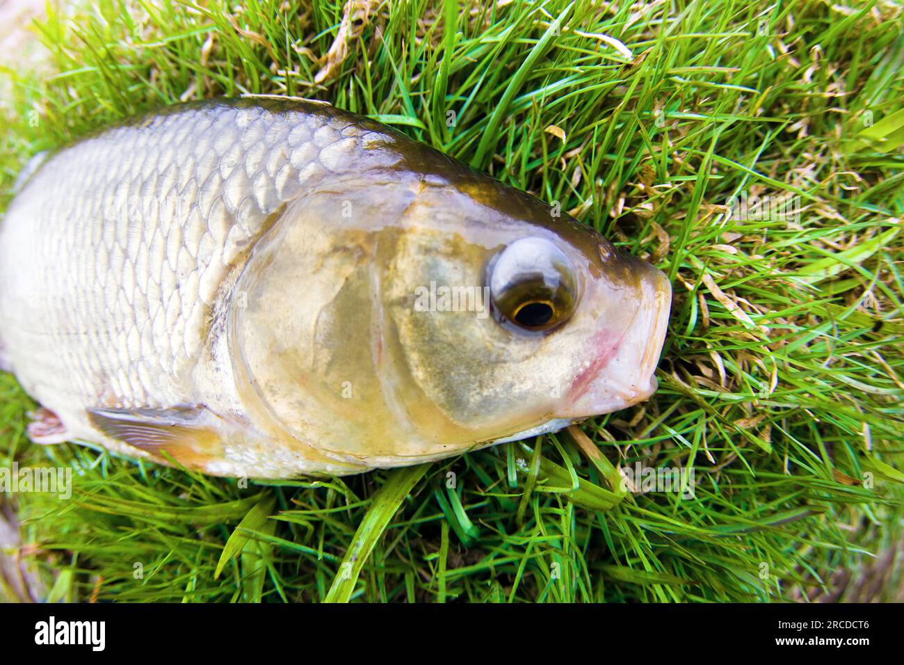 An enviable trophy of a fisherman with a fishing rod in a northern European river. Ide, Nerfling (Leuciscus idus) more then 1,5 kg. The fisheye lens i Stock Photo