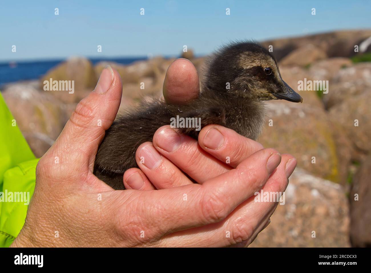 Common Eider chick in the hands of an ornithologist. It will be ringed for dispersion and migration study Stock Photo