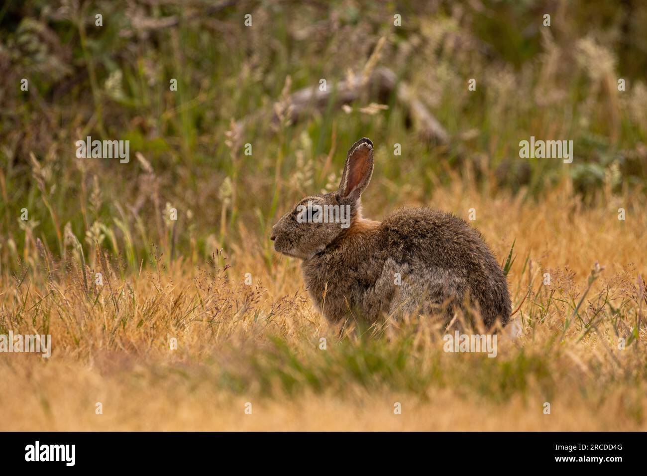 Rabbit tone hi-res stock photography and images - Alamy