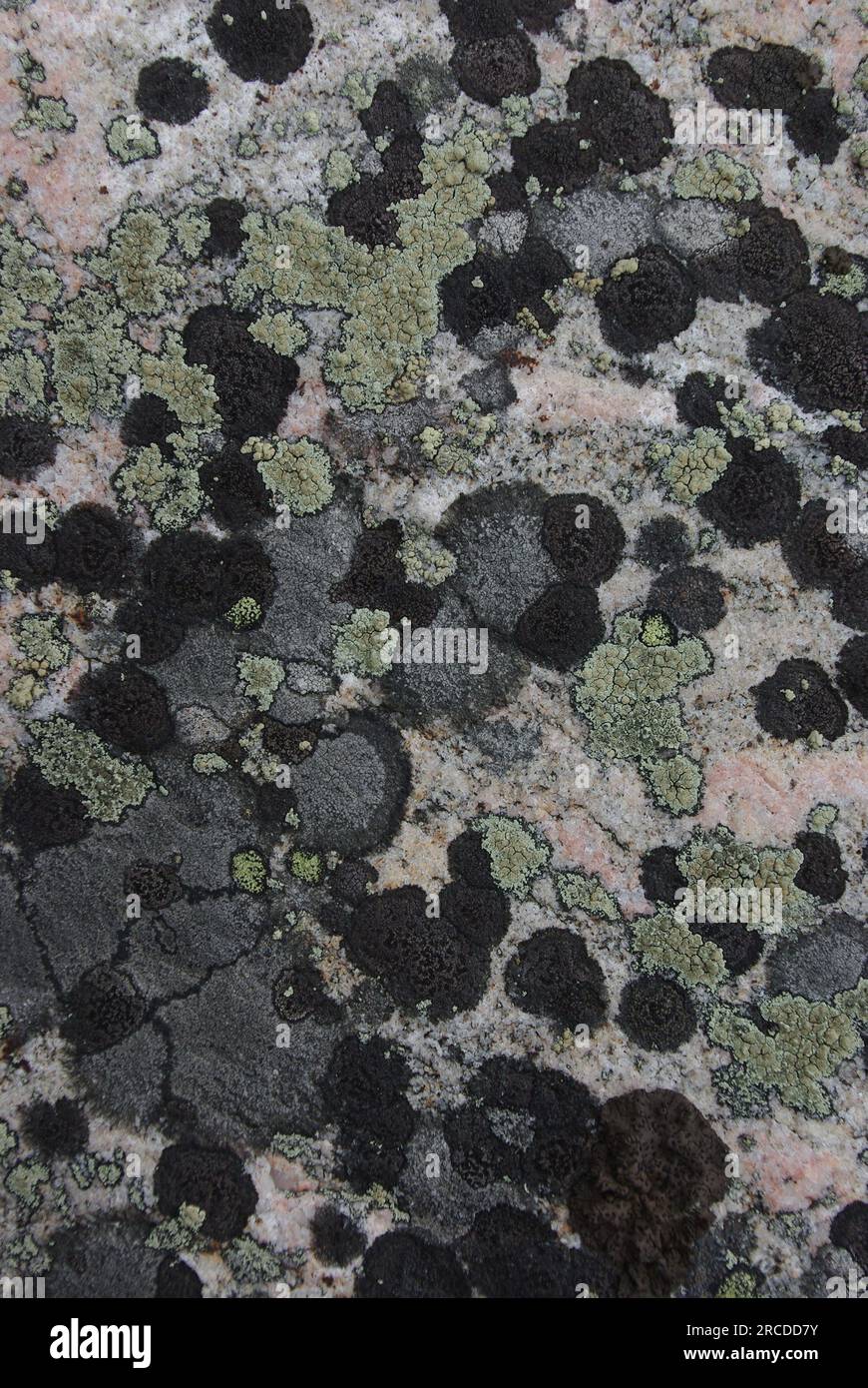 geographical lichen (Rhizocarpon geographicum, gray). Lapland Stock Photo