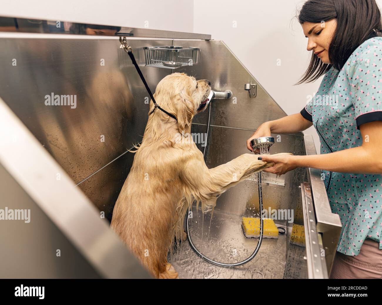 Professional groomer carefully wash the dog in bath, before grooming