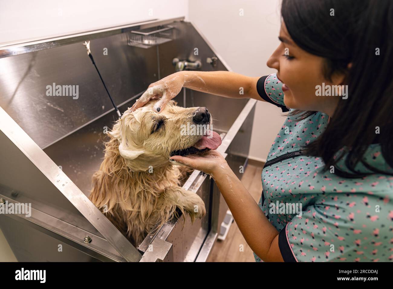 Domestic animal get beauty procedures in beauty salon for dogs