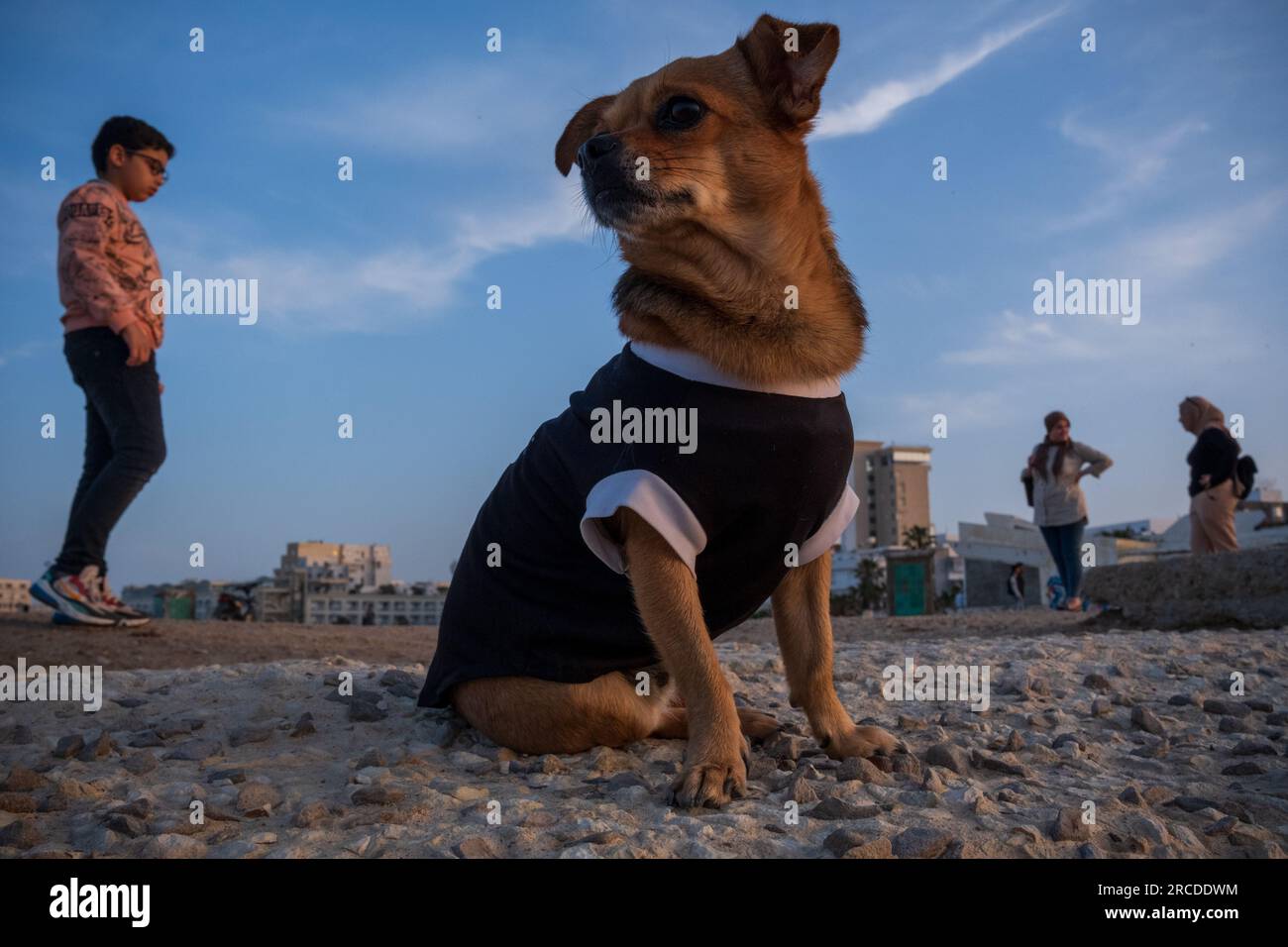 A dog at the beach in Sousse, Tunisia Stock Photo