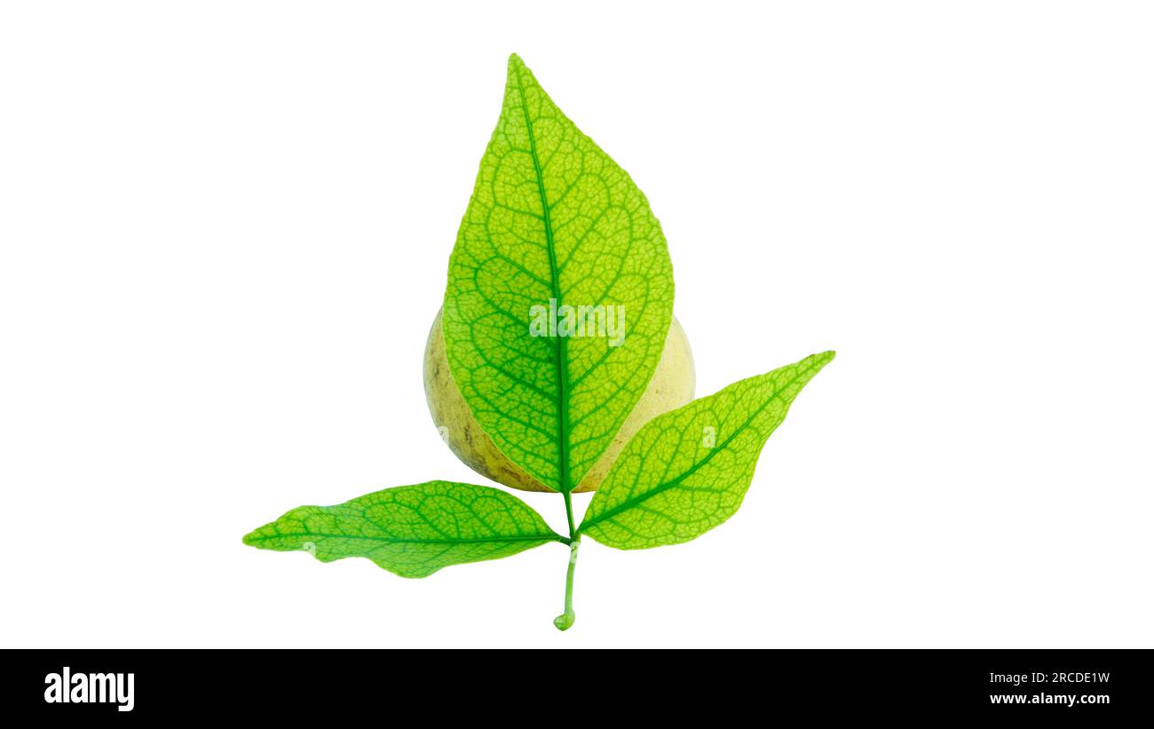 Aegle marmelos or indian bael fruit with green leaves on the white