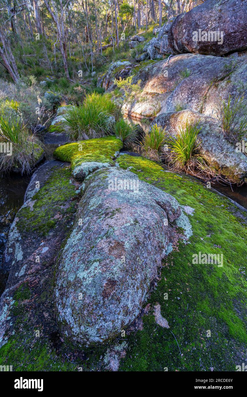 Green moss covering granite rock in Glen Elgin Creek, New England Tablelands, NSW Australia Stock Photo