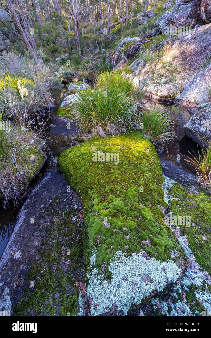 Green moss covering granite rock in Glen Elgin Creek, New England Tablelands, NSW Australia Stock Photo