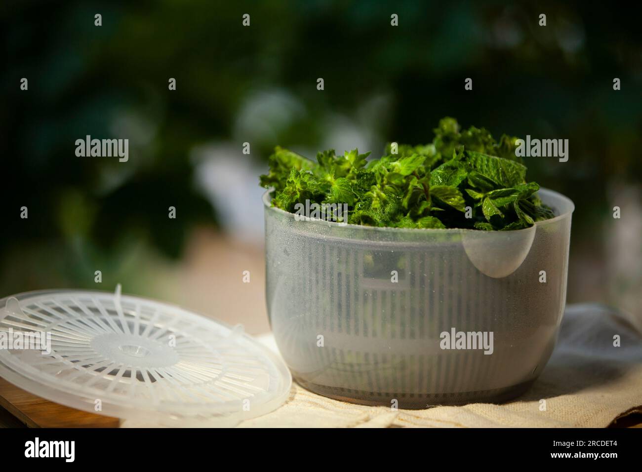 Salad spinner, also known as a salad tosser, kitchen tool used to wash and  remove excess water from mint Stock Photo - Alamy
