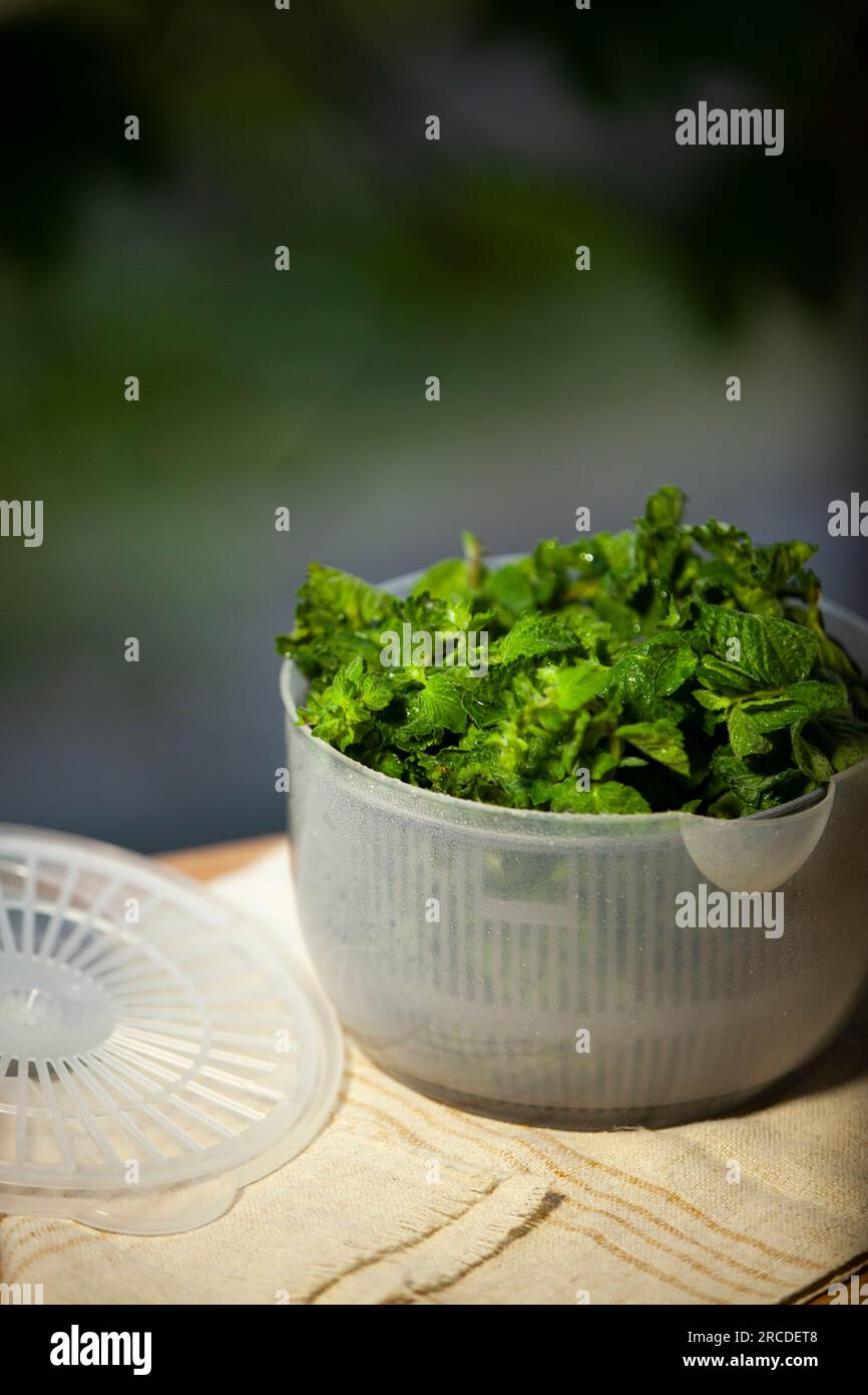 https://c8.alamy.com/comp/2RCDET8/salad-spinner-also-known-as-a-salad-tosser-kitchen-tool-used-to-wash-and-remove-excess-water-from-mint-2RCDET8.jpg