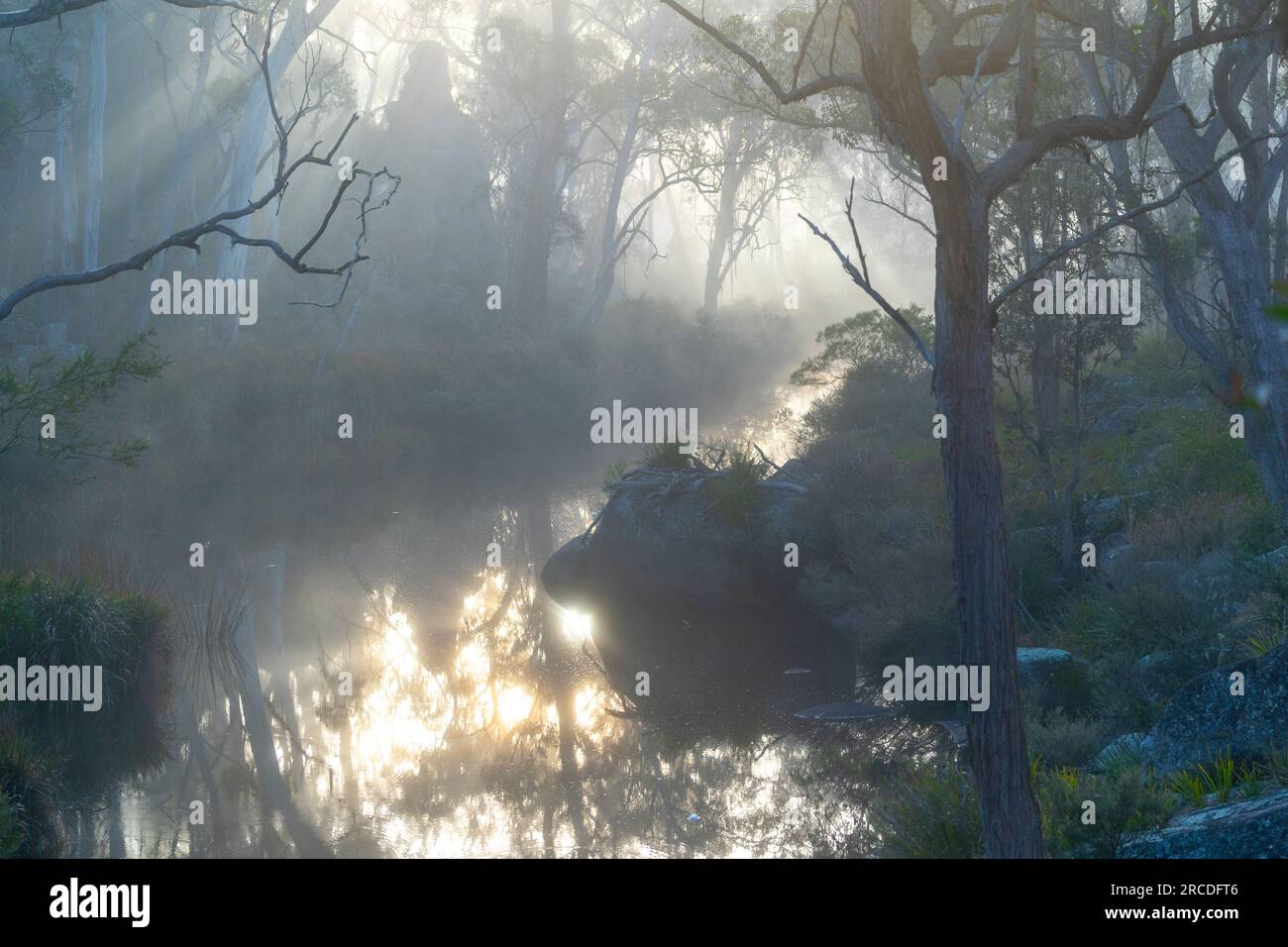 Sunlight filtered through early morning fog. Glen Elgin Creek, New