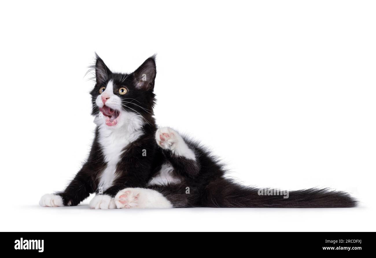 Cute black with white tuxedo Maine Coon cat kitten with naughty
