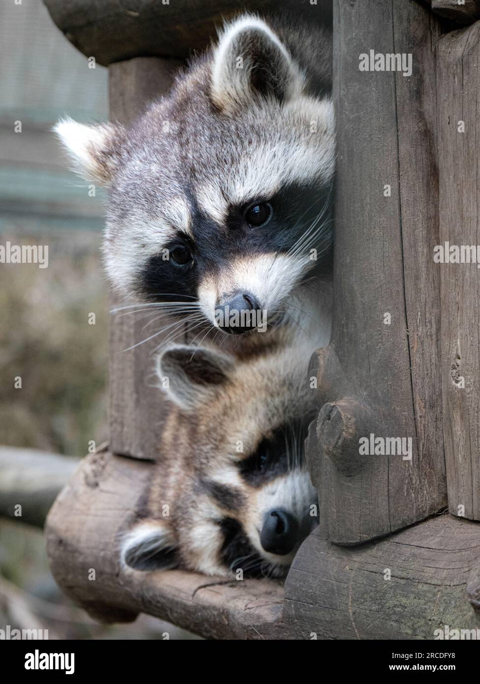 low angle view of a curious racoon looking down and a sleeping racoon Stock Photo