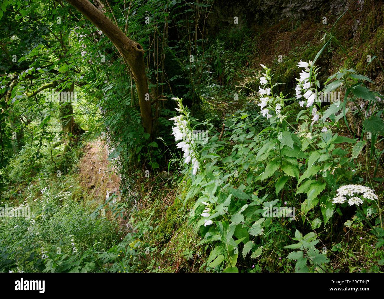 White form of Giant Bellflower Campanula latifolia growing on the steep wooded slopes of Cales dale above the River Lathkill in Derbyshire UK Stock Photo