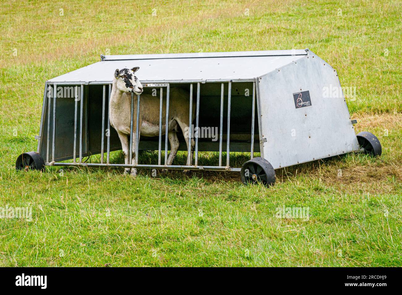 Sheep looking out of a lamb creep shelter on a Derbyshire UK farm Stock Photo