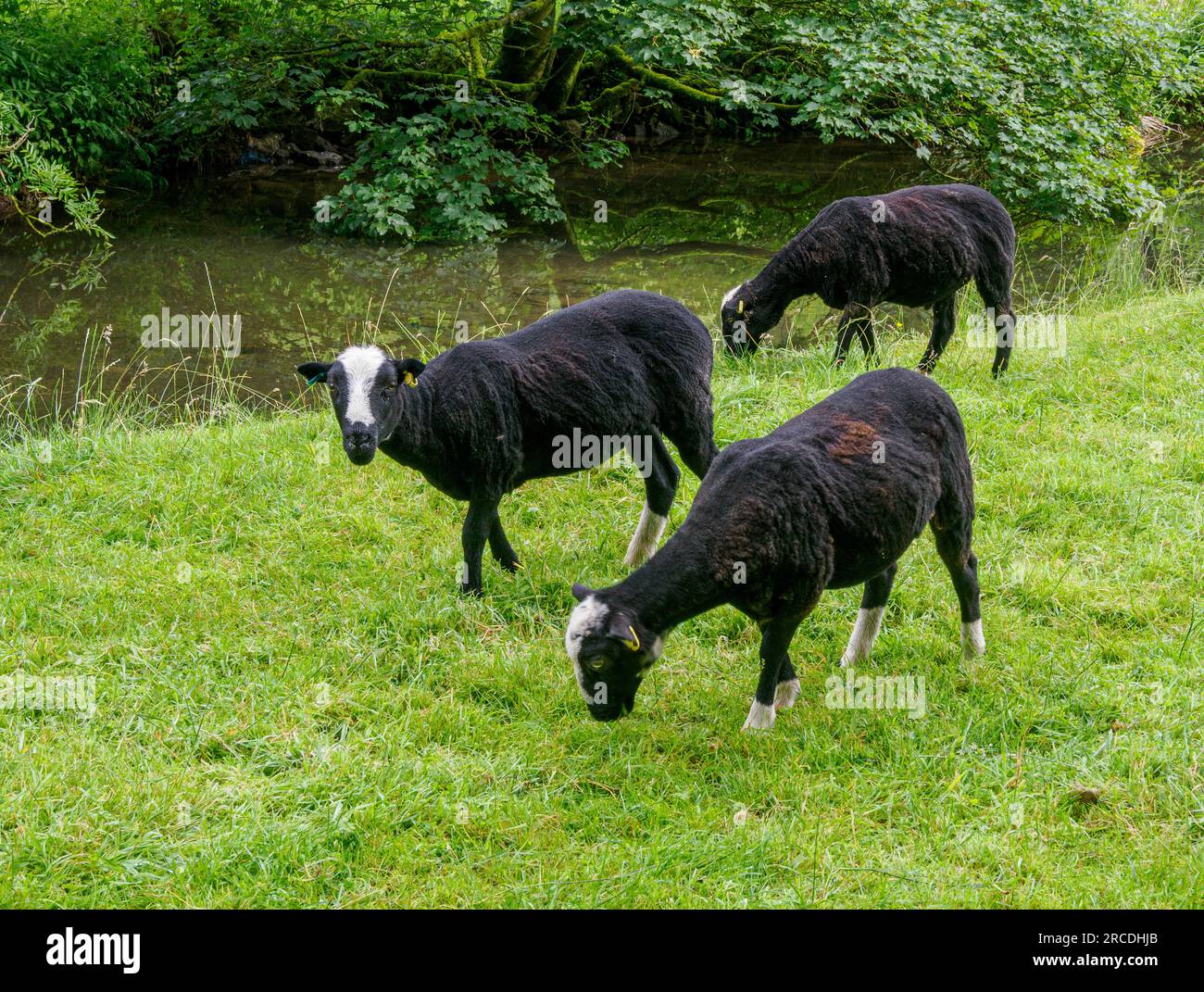 Three young Zwartbles sheep grazing a water meadow in the Derbyshire Peak District UK - a rare breed from the Netherlands Stock Photo
