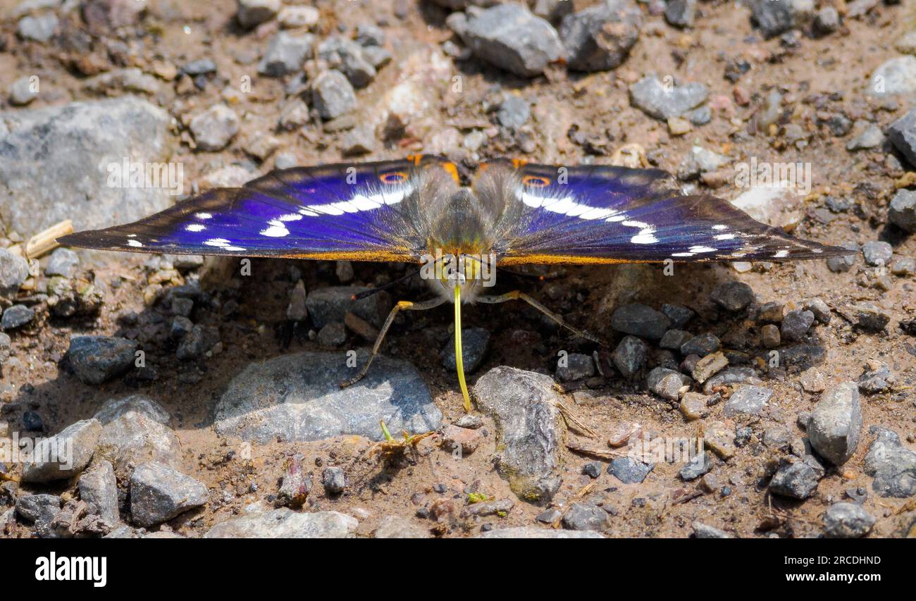 Purple Emperor Apatura iris male sampling salts from a woodland track through Bentley Wood in Wiltshire UK Stock Photo