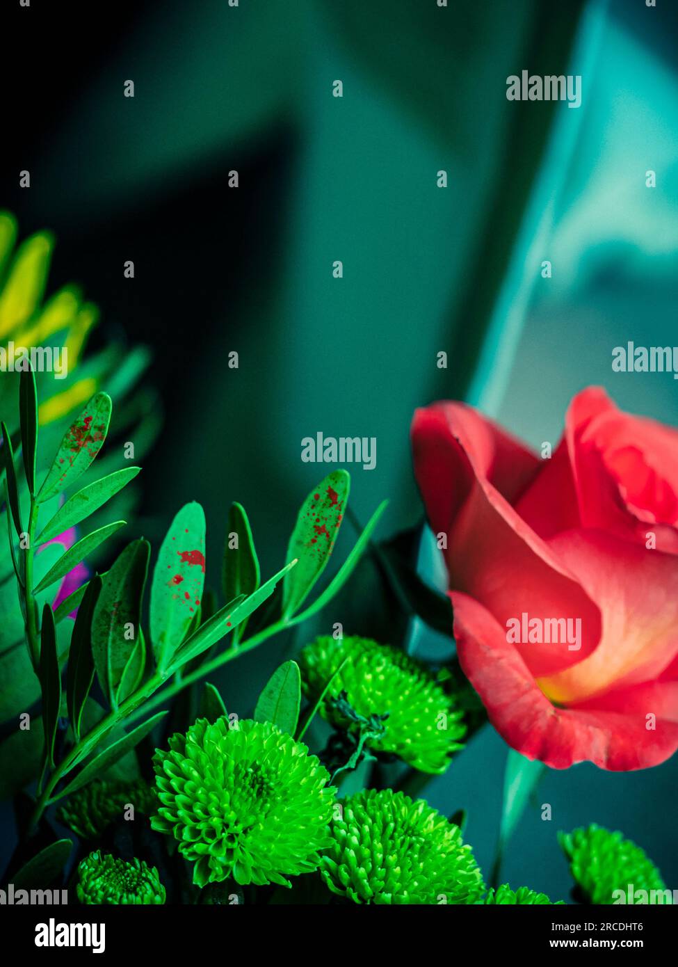 Flower bouquet indoor with rose and blood stains on leaves (digtally