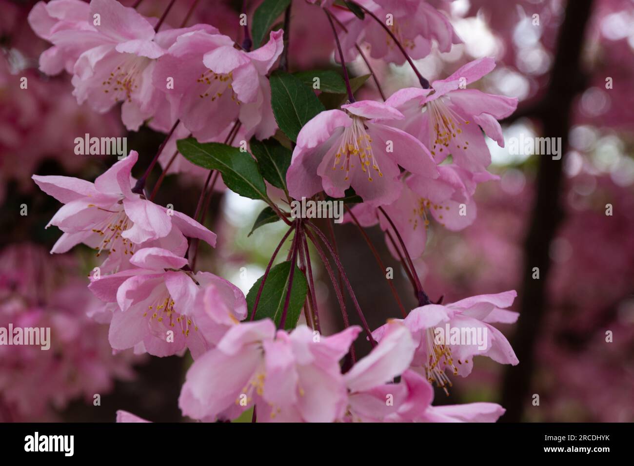 close up of Cherry blossoms in spring time at Hirosaki Castle in Japan ...