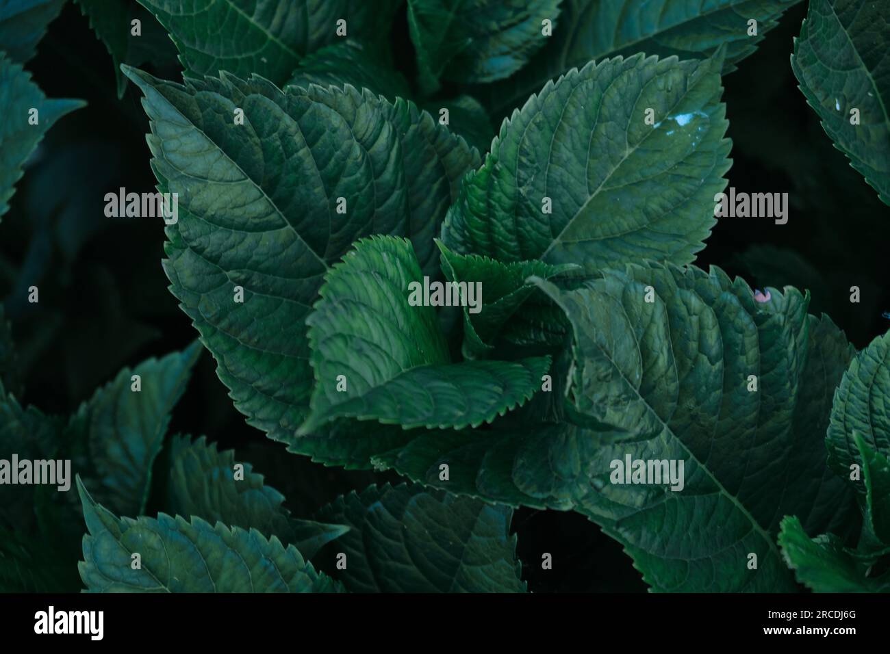 Green leaves pattern background, Natural background and wallpaper Stock ...