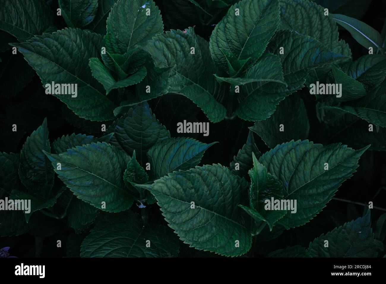 Green leaves pattern background, Natural background and wallpaper Stock ...
