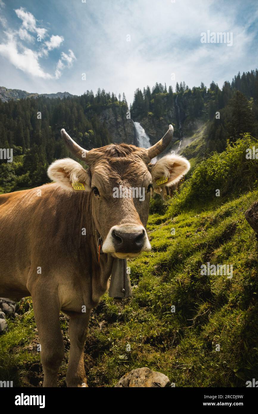 portrait of a swiss goat on a alpine meadow in front of a waterfall Stock Photo