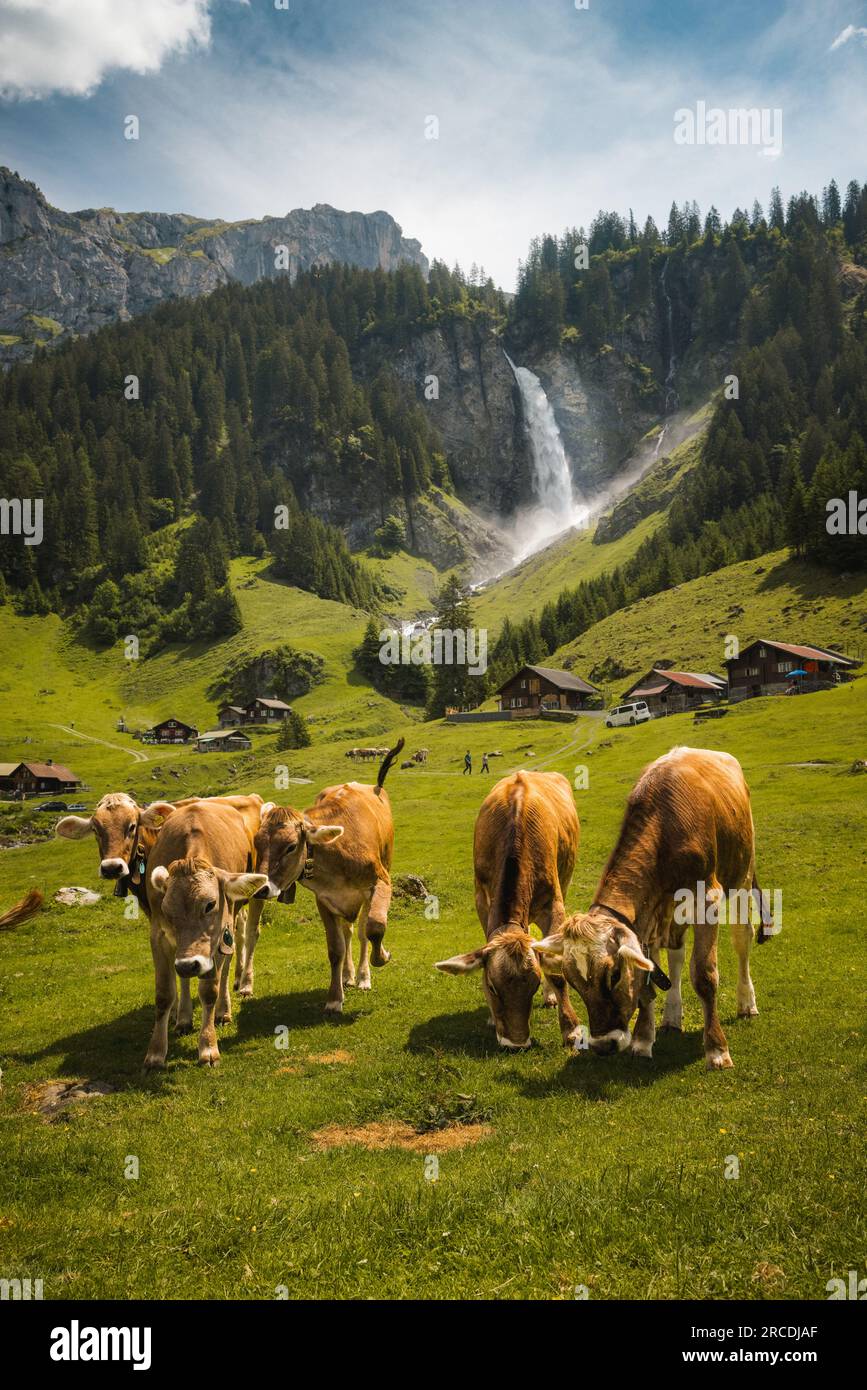 herd of cows on a alpine meadow in Switzerland Stock Photo - Alamy