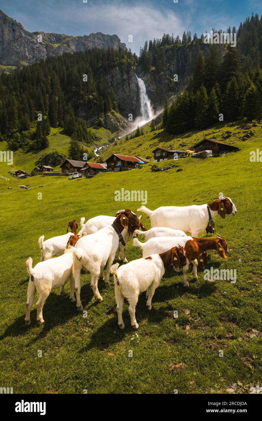 Goat herd switzerland hi-res stock photography and images - Alamy