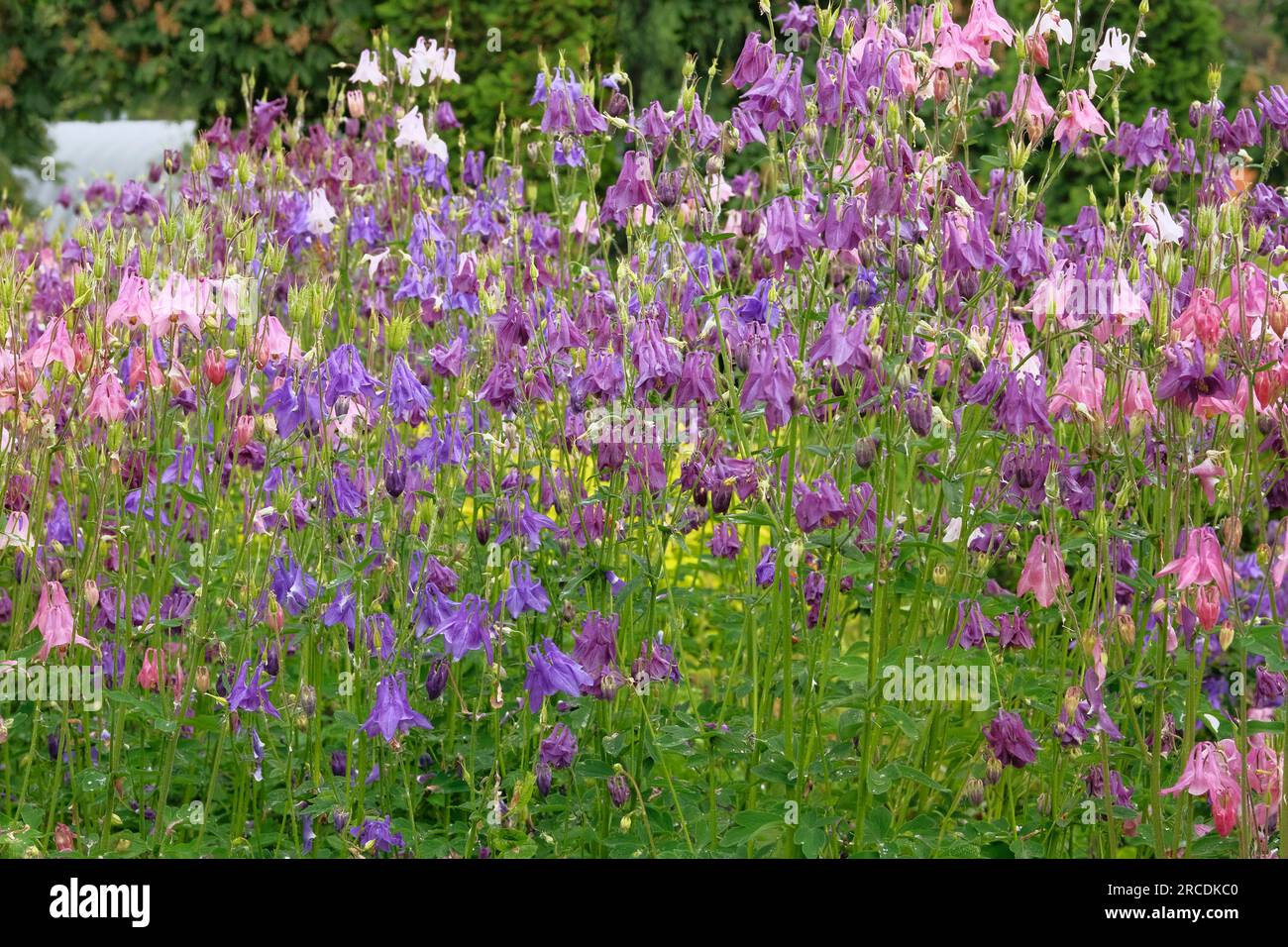 Violet and pink gentle forest bells on blurred background of green plants. Campanula rotundifolia harebell macro in forest. Stock Photo