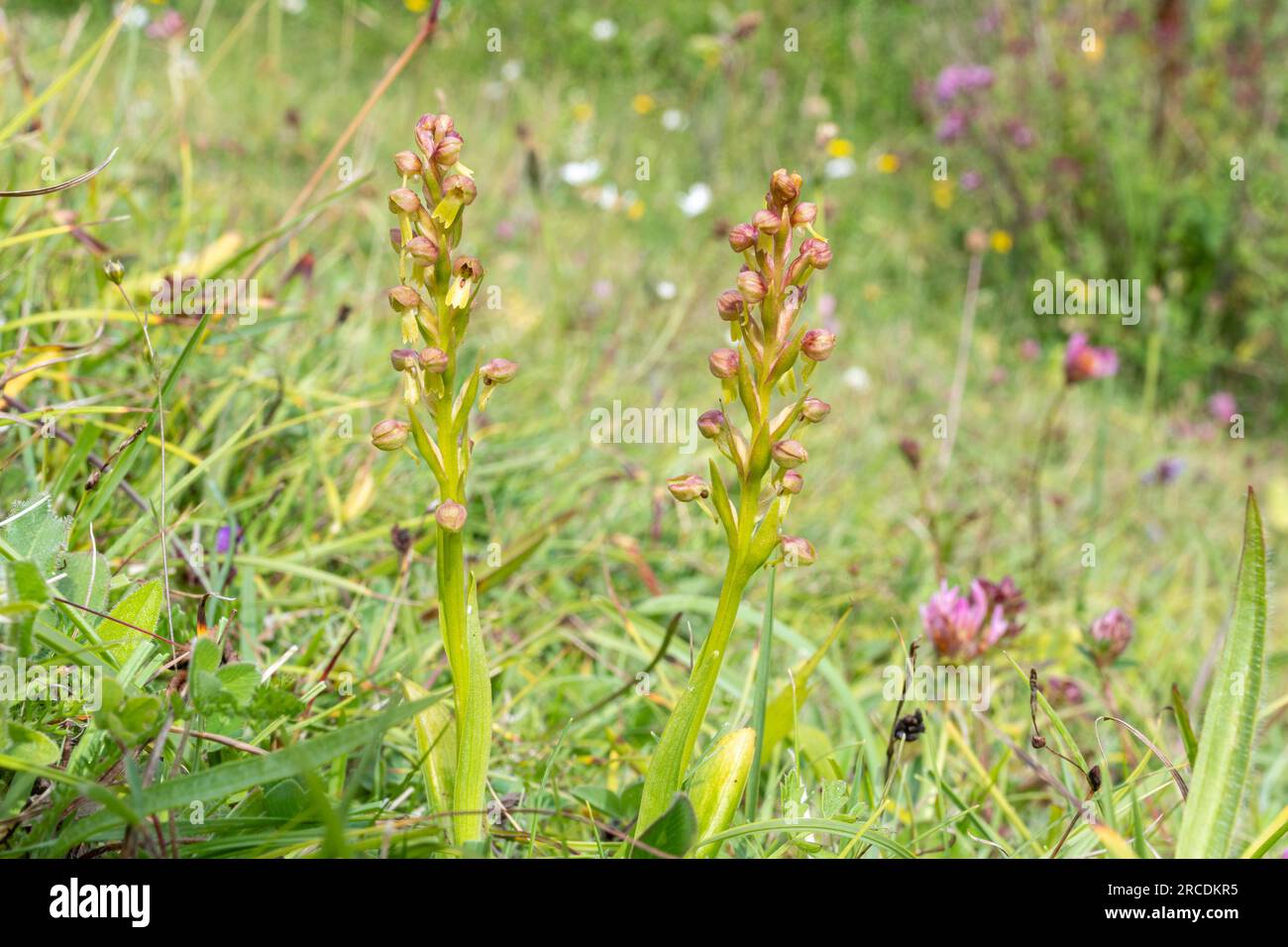 Frog orchids (Dactylorhiza viridis) on chalk downland habitat at Noar Hill SSSI, Hampshire, England, UK, during July Stock Photo