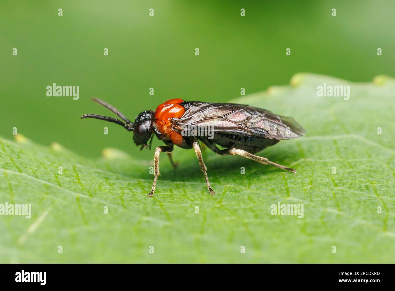Common Sawfly (Eutomostethus ephippium) Stock Photo