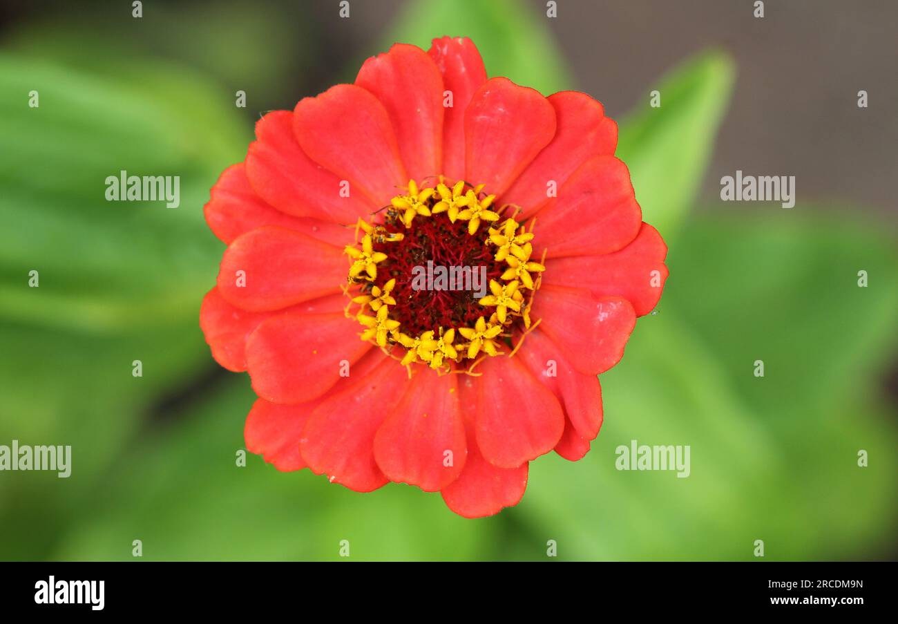 The colourful flowers of Zinnia elegans 'Forecast' Stock Photo