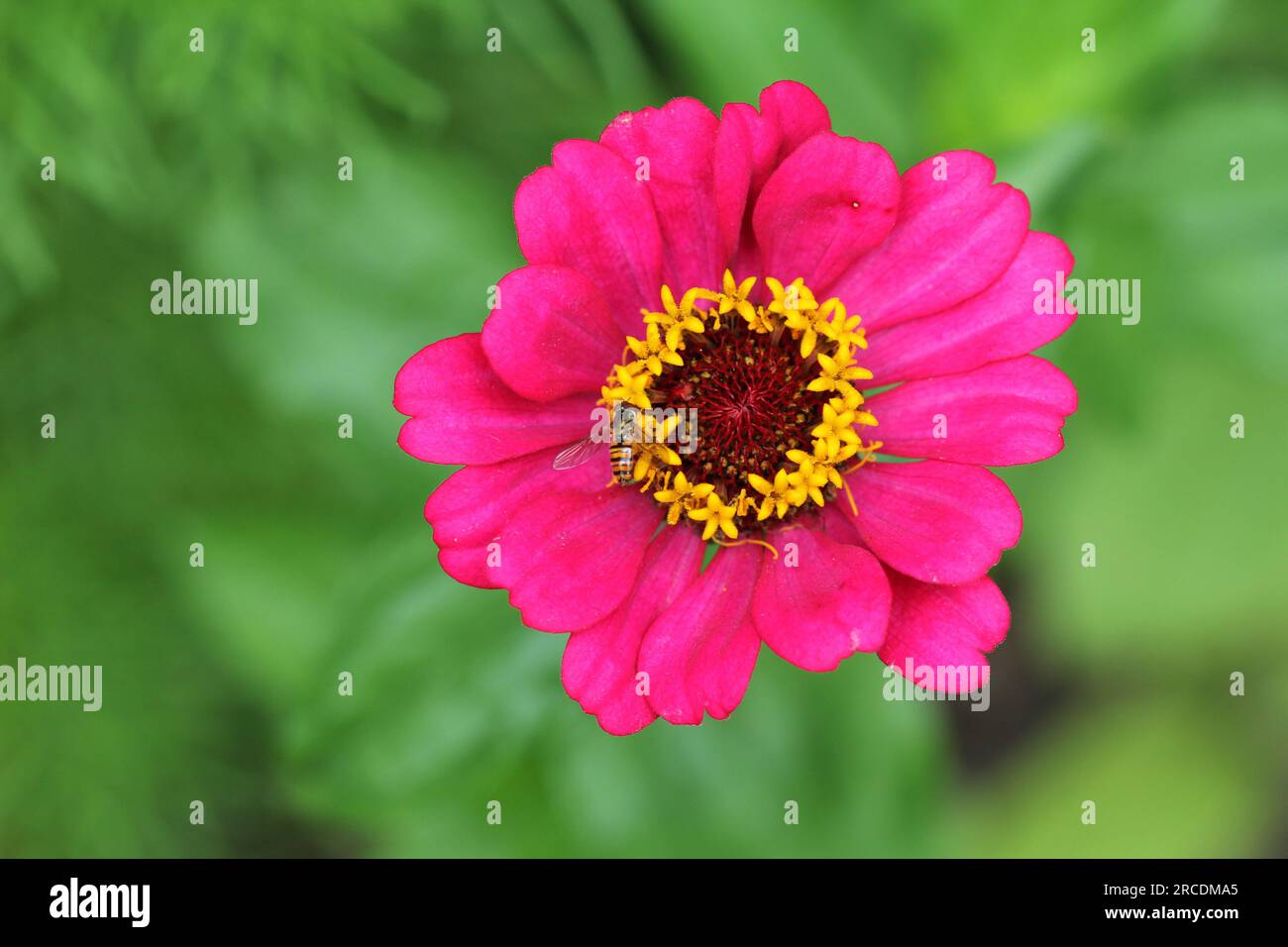 The colourful flowers of Zinnia elegans 'Forecast' Stock Photo