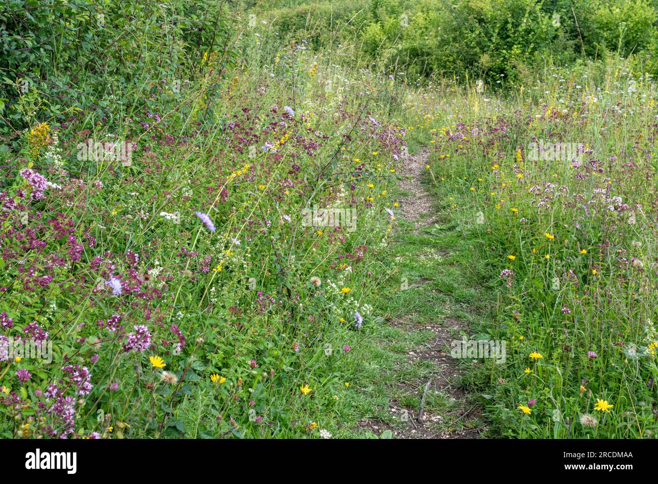 Chalk downland wildflowers at Noar Hill SSSI in Hampshire during summer, including wild marjoram, field scabious and agrimony, England, UK Stock Photo