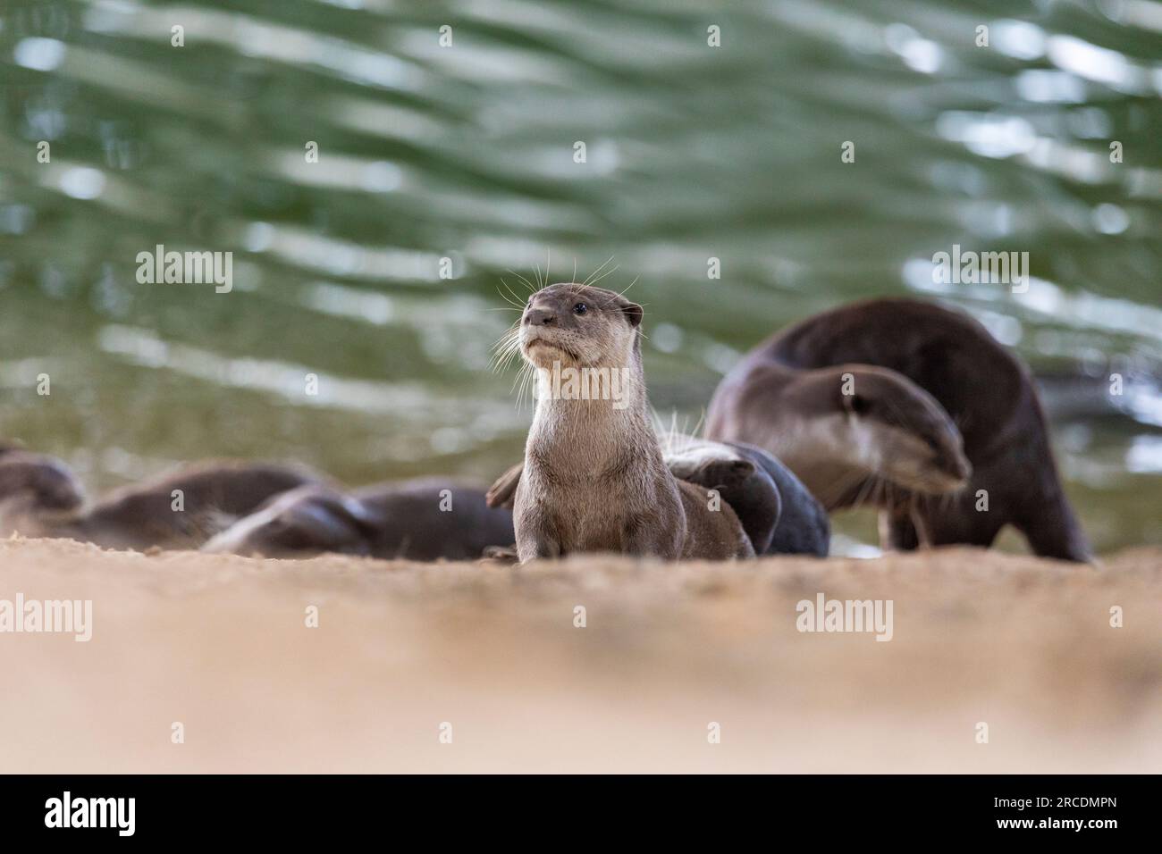 Smooth coated otter family rests outside holt on riverbank next to Serangoon River, now a reservoir, Singapore Stock Photo