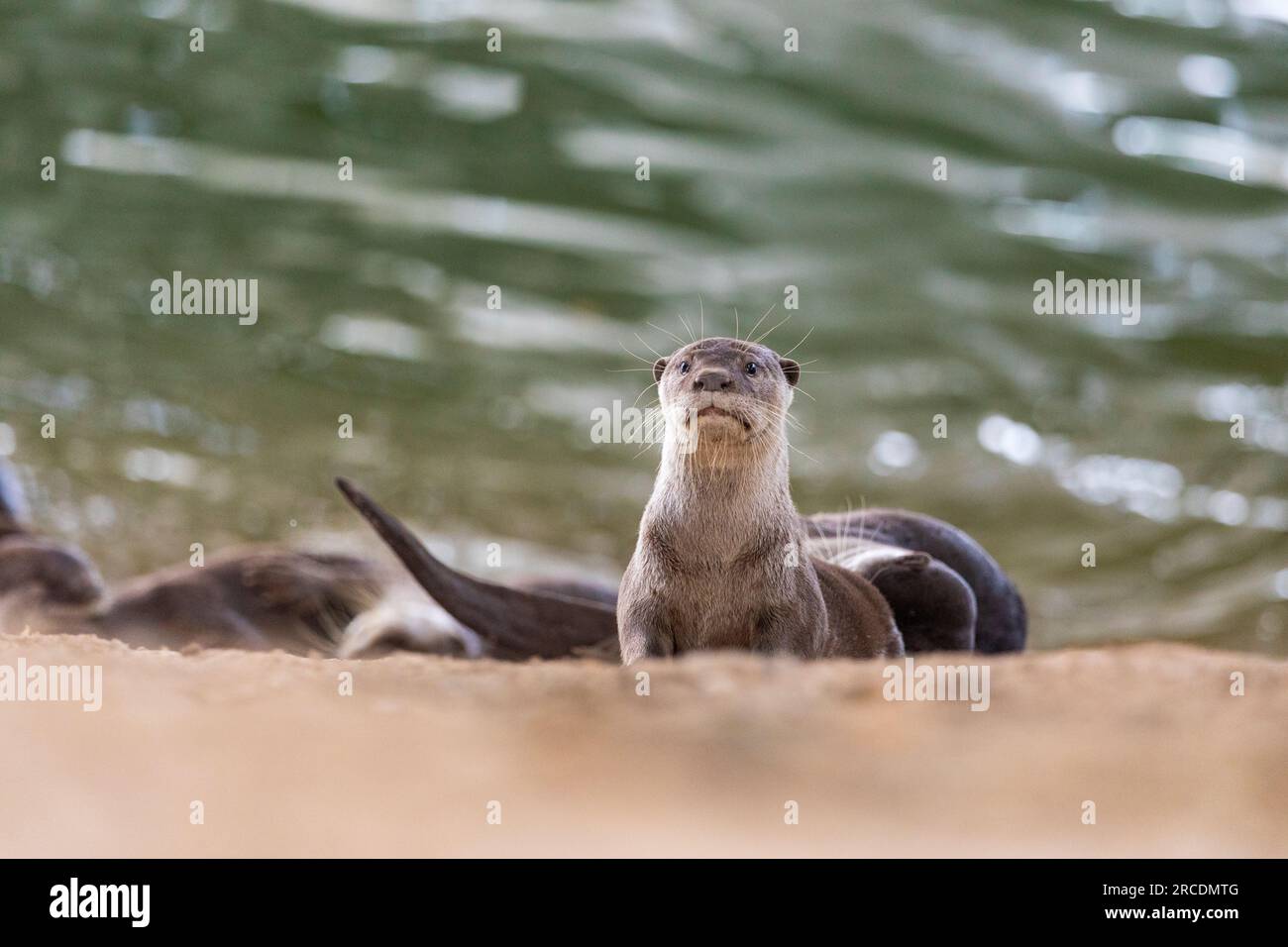 Smooth coated otter family rests outside holt on riverbank next to Serangoon River, now a reservoir, Singapore Stock Photo