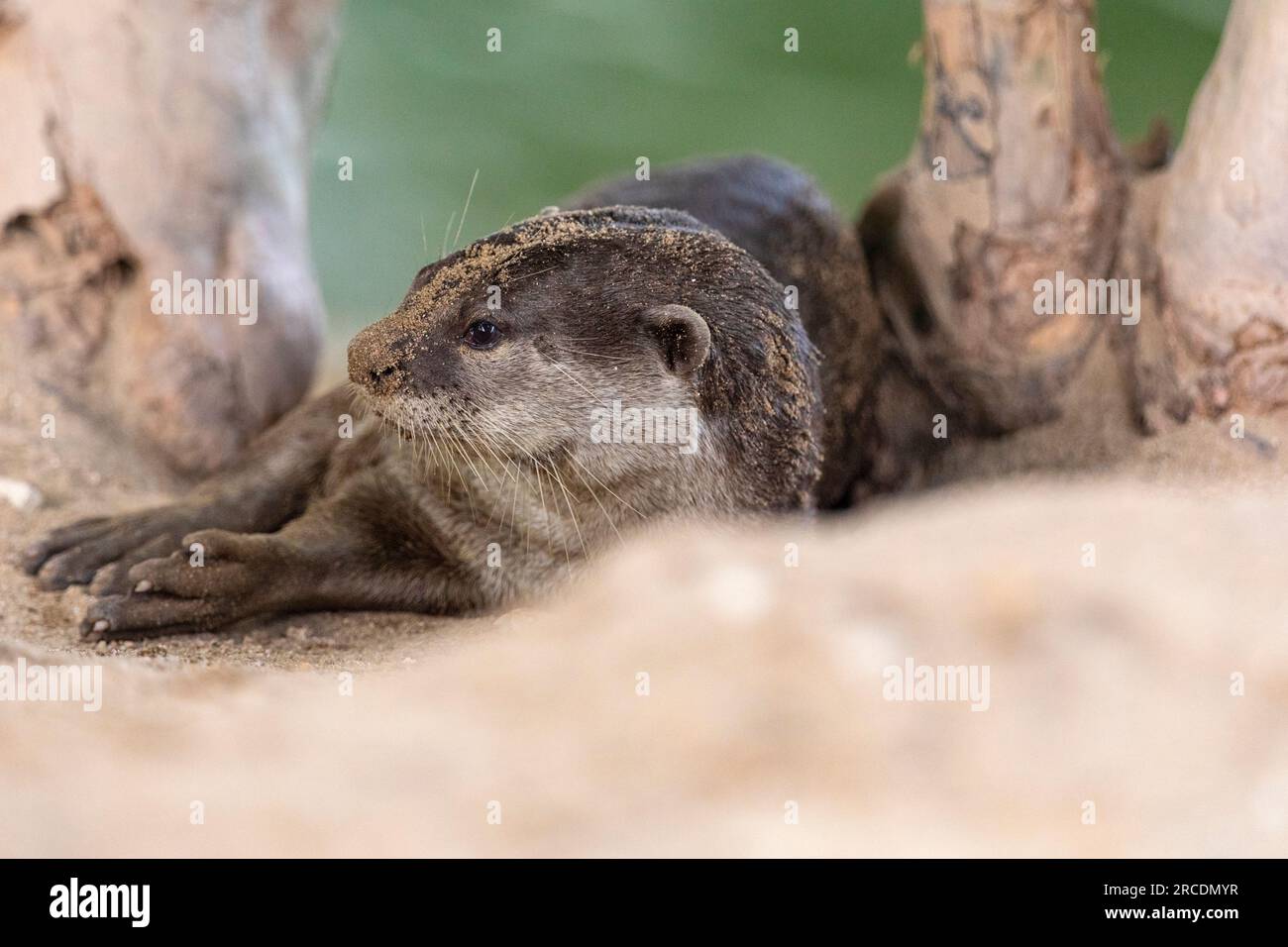 Smooth coated otter rests outside holt on riverbank next to Serangoon River, now a reservoir, Singapore Stock Photo