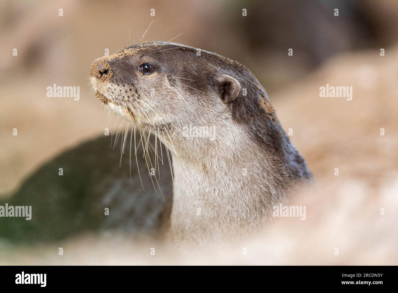 Smooth coated otter rests outside holt on riverbank next to Serangoon River, now a reservoir, Singapore Stock Photo