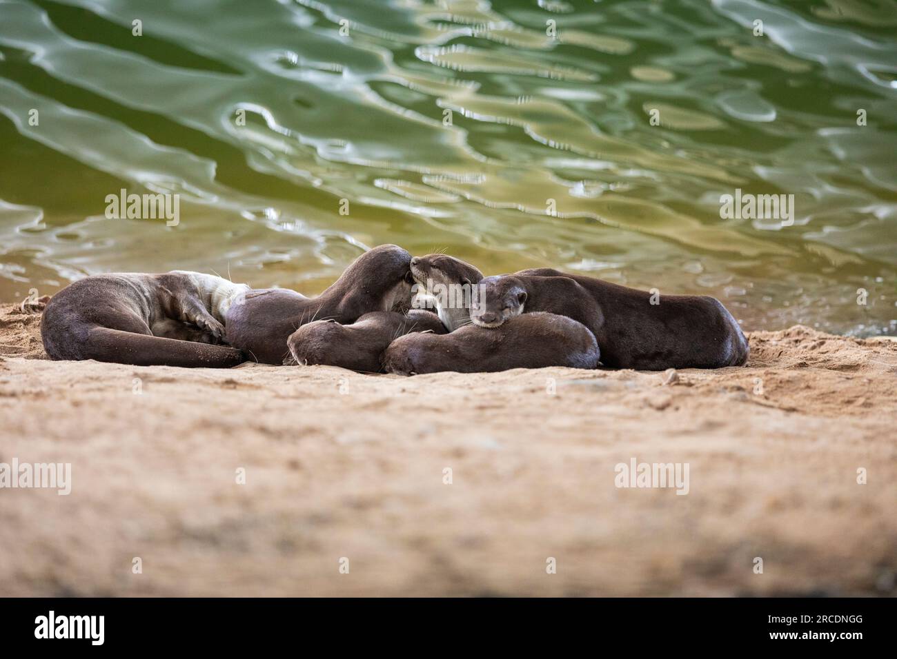 Smooth coated otter family rests outside holt on riverbank next to ...