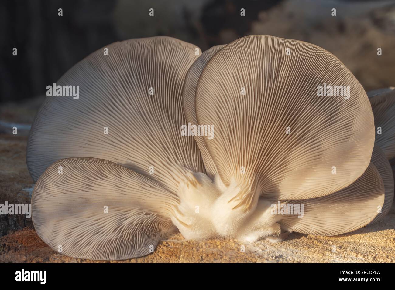 oyster mushroom texture of mushroom plates, closeup Stock Photo Alamy