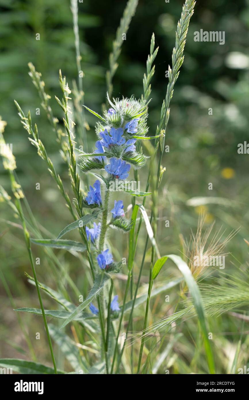 a close up of Botanical medicinal plant, blue blossom of echium vulgare or bugloss blueweed - Vipers Bugloss Stock Photo