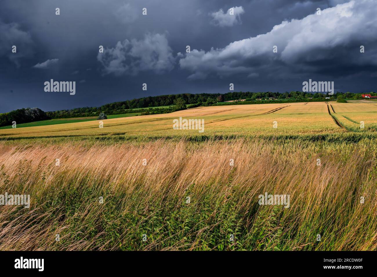 A thunderstorm is gathering over the cornfield. Stock Photo