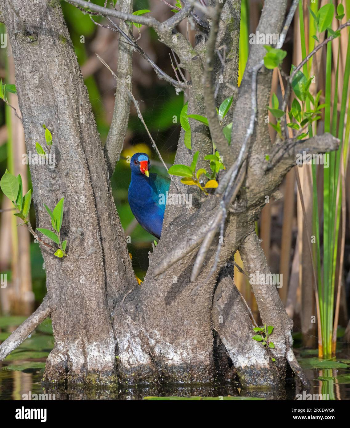 Purple Gallinule (Porphyrula martinica). Everglades National Park, Florida, USA. Stock Photo