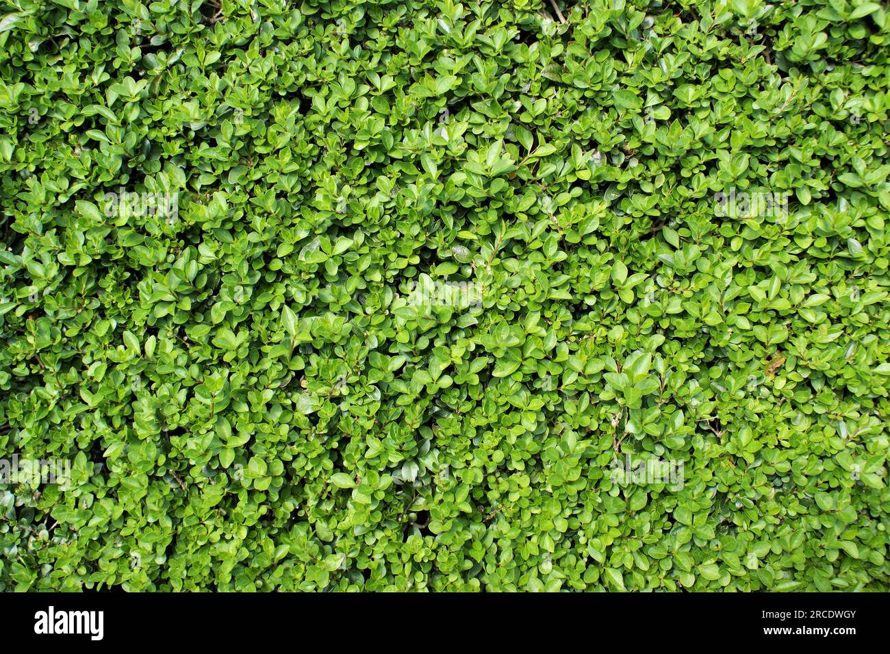 Live fence. Natural background of small leaves Stock Photo