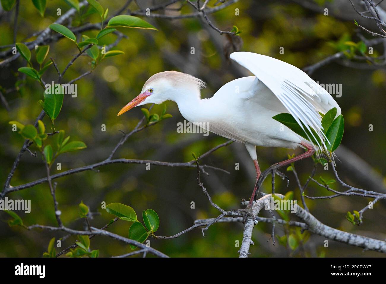 Cattle Egret (Bubulcus ibis). Wakodahatchee Wetlands, Palm Beach County, Florida. Stock Photo