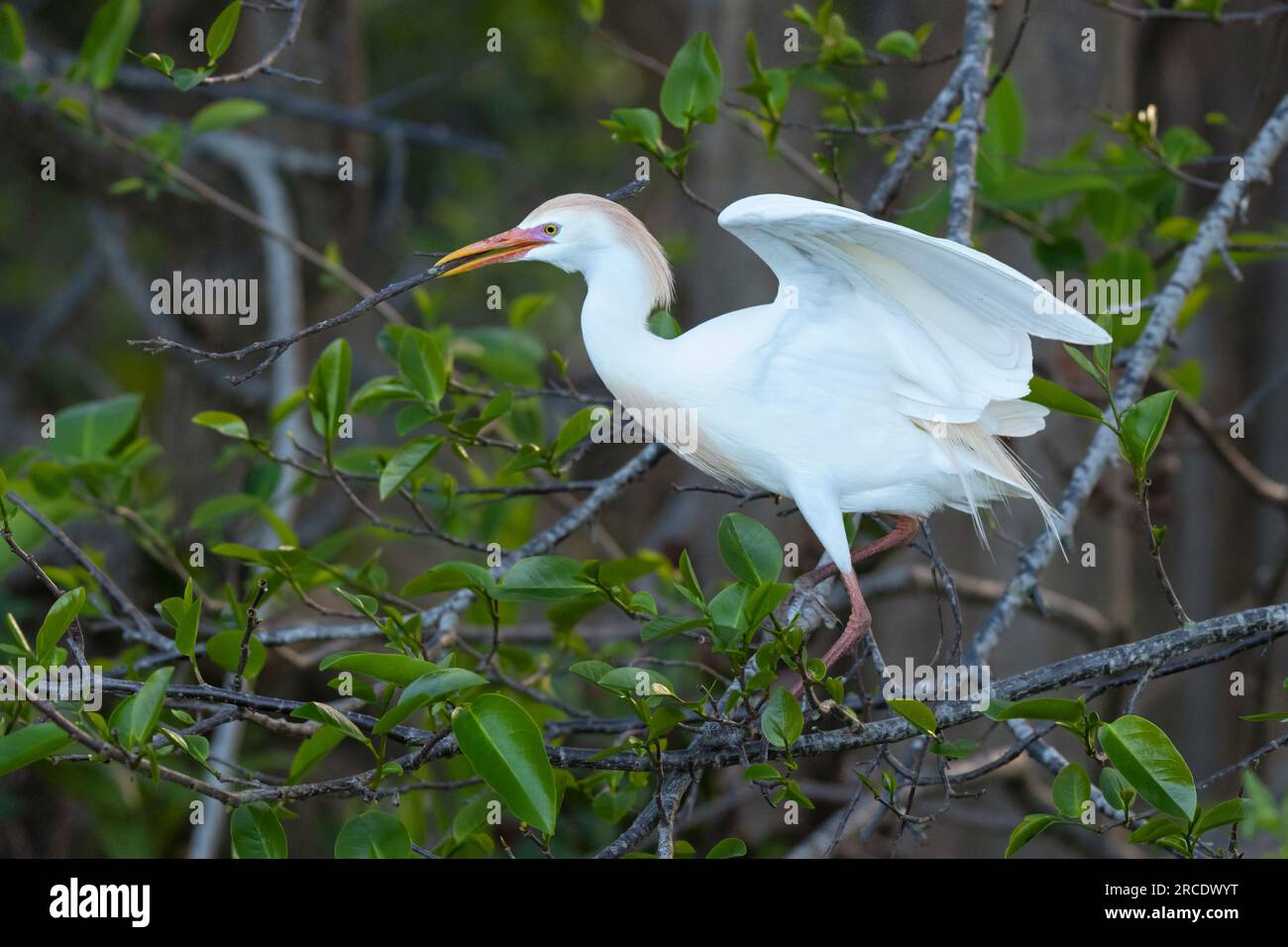 Cattle Egret (Bubulcus ibis). Wakodahatchee Wetlands, Palm Beach County, Florida. Stock Photo
