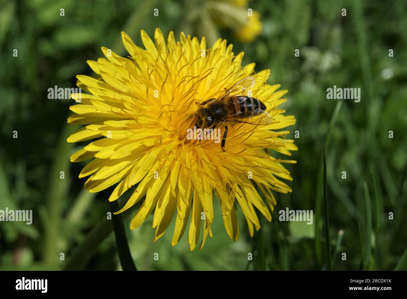Top view bee dandelion hi-res stock photography and images - Alamy