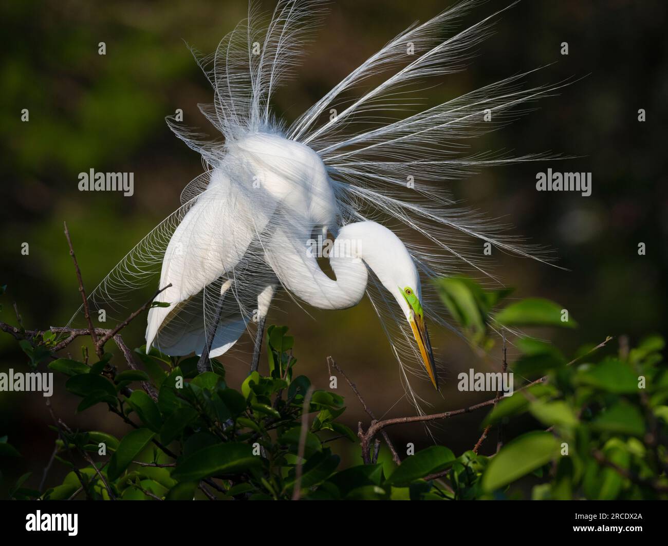Great Egret (Ardea alba) displaying in a rookery at Wakodahatchee Wetlands, Palm Beach County, Florida. Stock Photo