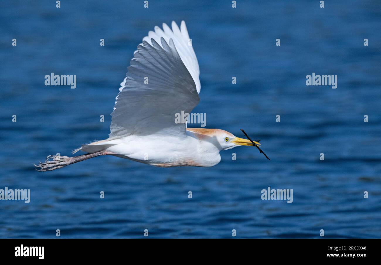 Cattle Egret (Bubulcus ibis). Wakodahatchee Wetlands, Palm Beach County, Florida. Stock Photo