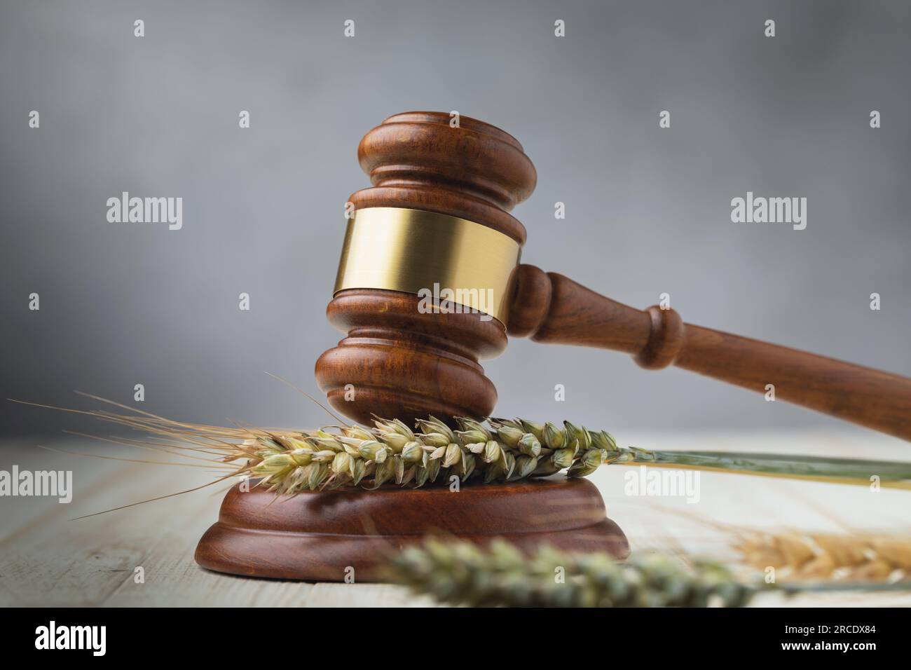 Hammer, ears of wheat and barley on the table, a concept on the topic of a grain deal and lifting the ban on grain trading Stock Photo