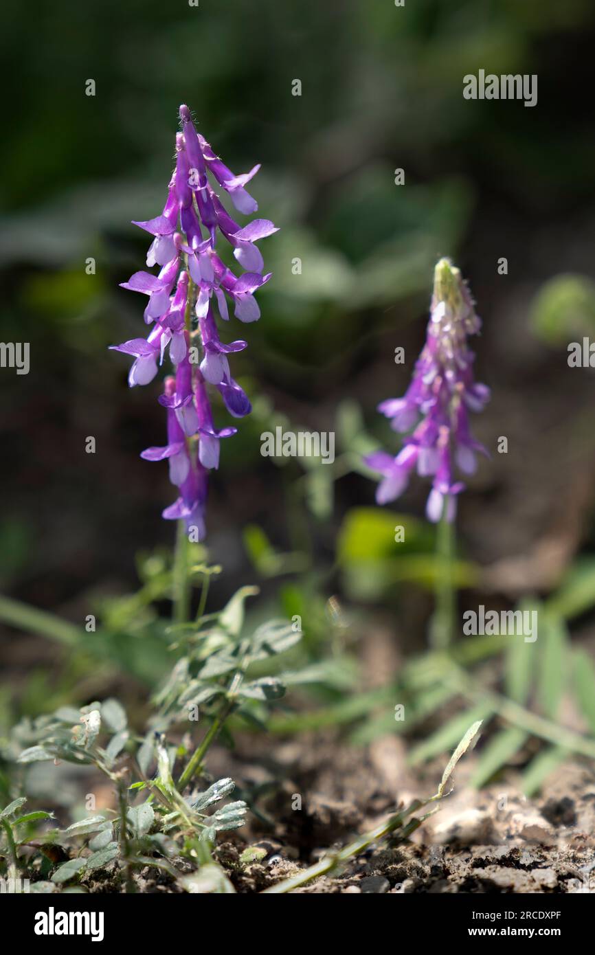 Vicia villosa, known as the hairy vetch, fodder vetch or winter vetch, is a plant native to some of Europe and western Asia. It is a legume, grown as Stock Photo