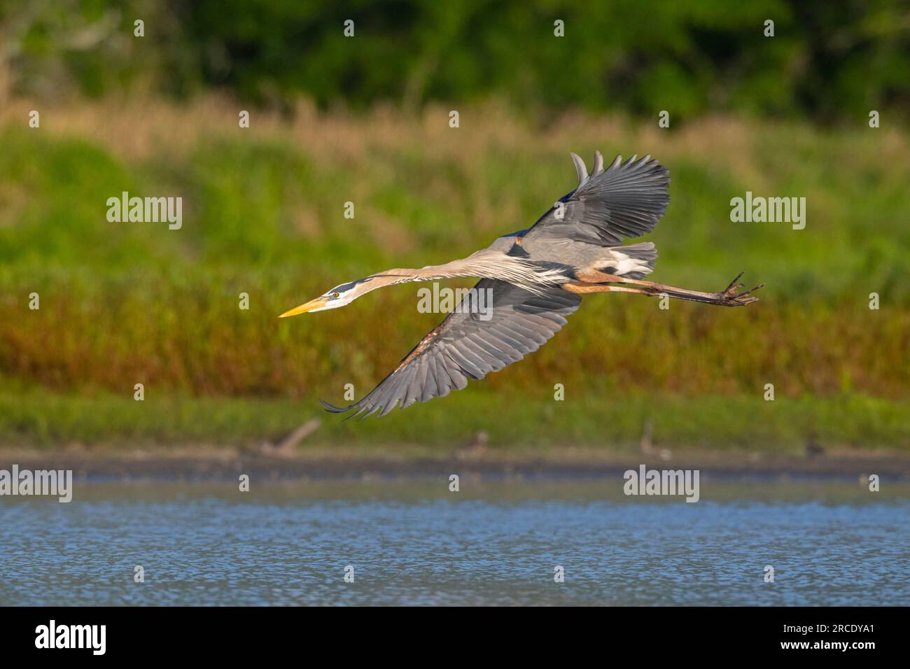 Great Blue Heron (Ardea herodias). Myakka River State Park, Florida. Stock Photo